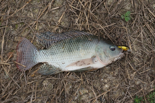 路亚罗非鱼的最佳时间_WWW.YUJUCEPING.COM
