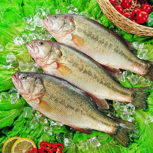 钓鱼鲈鱼技巧_WWW.YUJUCEPING.COM