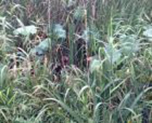 草窝钓鲫鱼的方法_WWW.YUJUCEPING.COM