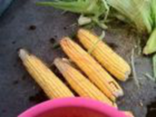 鲤鱼爆炸饵料做法_WWW.YUJUCEPING.COM