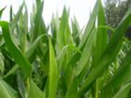 玉米叶可钓草鱼_WWW.YUJUCEPING.COM