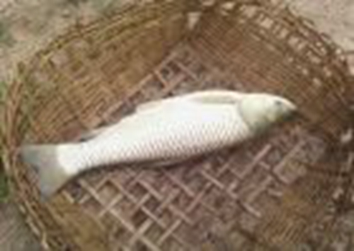 玉米叶可钓草鱼_WWW.YUJUCEPING.COM