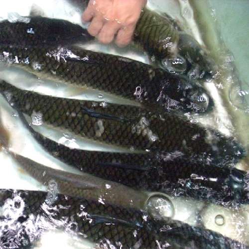 钓大草鱼要了解草鱼习性_WWW.YUJUCEPING.COM