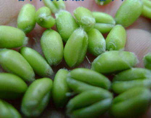 朝天钩钓鲫鱼的效果_WWW.YUJUCEPING.COM
