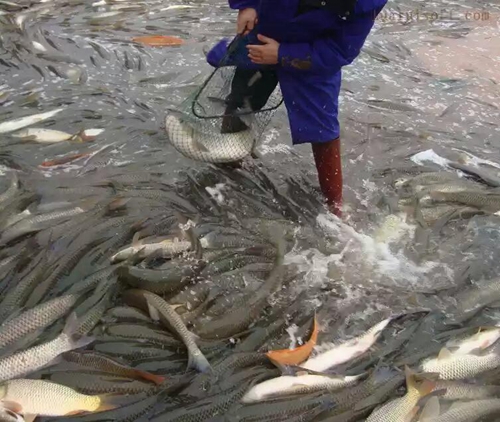 钓草鱼的钓饵钓法_WWW.YUJUCEPING.COM