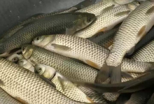 钓草鱼的秘制饵料配方_WWW.YUJUCEPING.COM