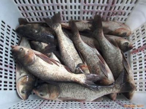 避免鲢鳙鱼闹窝的方法_WWW.YUJUCEPING.COM