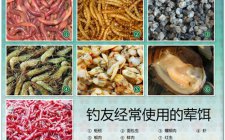 钓鱼选择和使用商品饵的技巧