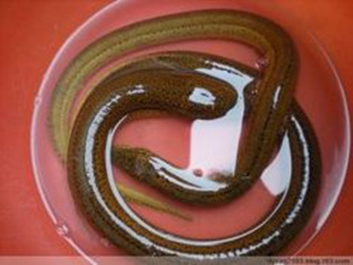 钓黄鳝常用钓法_WWW.YUJUCEPING.COM