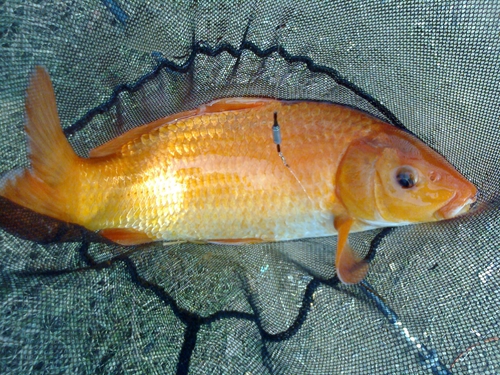 冬钓鲤鱼技巧分享_WWW.YUJUCEPING.COM