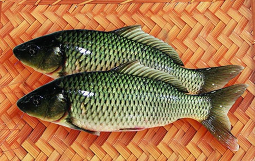 冬钓鲤鱼的六个注意事项_WWW.YUJUCEPING.COM