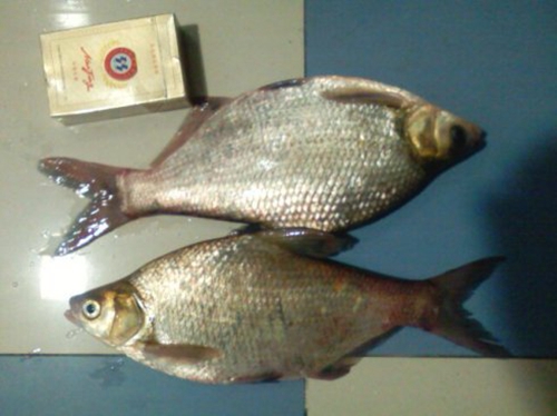 冬天西南风好钓鱼吗_WWW.YUJUCEPING.COM