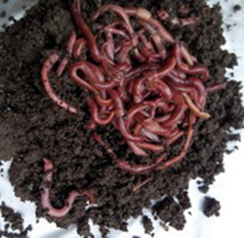冬钓用蚯蚓作为饵料的方法_WWW.YUJUCEPING.COM