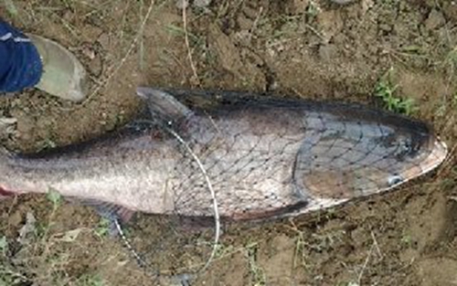 广东池塘冬钓鲢鳙鱼_WWW.YUJUCEPING.COM