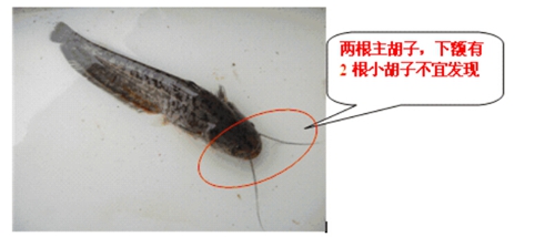 塘鲺鱼和鲶鱼的区别_WWW.YUJUCEPING.COM