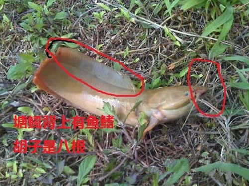 塘鲺鱼和鲶鱼的区别_WWW.YUJUCEPING.COM