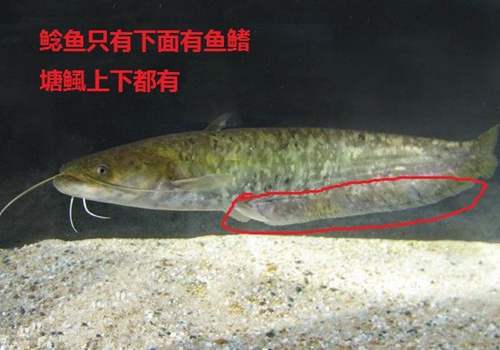 塘鲺鱼和鲶鱼的区别_WWW.YUJUCEPING.COM