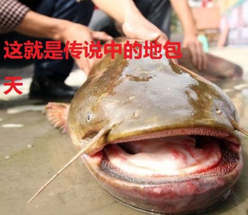塘鲺鱼和鲶鱼的区别_WWW.YUJUCEPING.COM