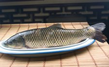 草鱼为什么不吃食 草鱼的食性详解