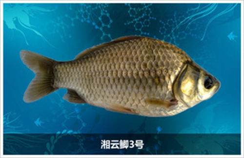 工程鲫与土鲫鱼的区别_WWW.YUJUCEPING.COM