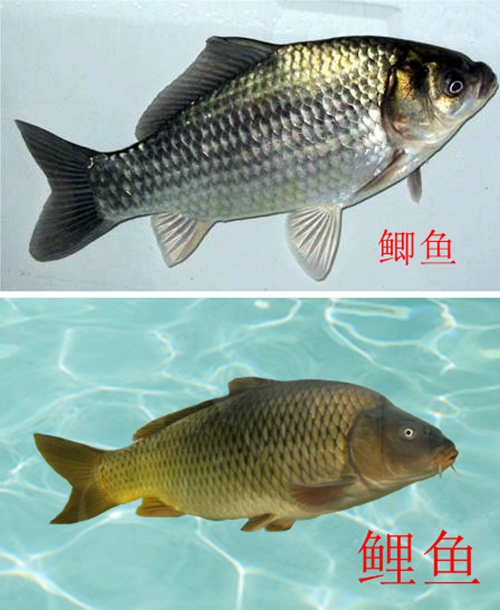 工程鲫与土鲫鱼的区别_WWW.YUJUCEPING.COM