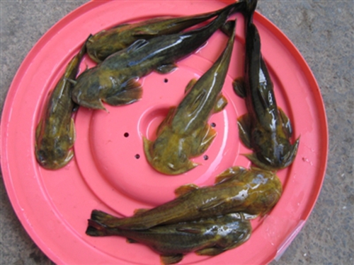 石巴子鱼_WWW.YUJUCEPING.COM