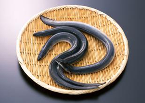 鳗鱼图片 鳗鱼是什么鱼_WWW.YUJUCEPING.COM