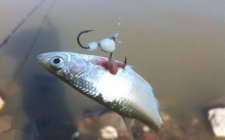 什么是弹钓 弹钓怎么钓