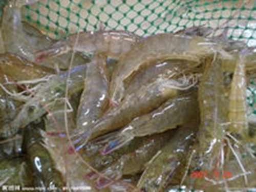 微铅钓法线组_WWW.YUJUCEPING.COM