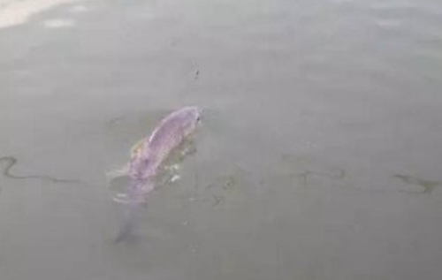 滑口鱼钓灵还是钓钝_WWW.YUJUCEPING.COM