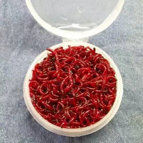 夏天钓鲤鱼鱼饵配方推荐_WWW.YUJUCEPING.COM