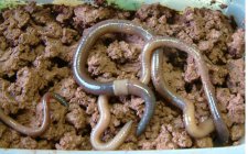 野钓鲫鱼的饵料