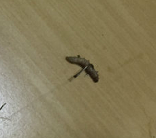 面包虫是什么_WWW.YUJUCEPING.COM