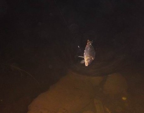 夏天夜钓鲤鱼的钓鱼技巧_WWW.YUJUCEPING.COM