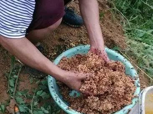 钓草鱼用什么打窝_WWW.YUJUCEPING.COM