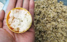 米饭饵料的制作方法
