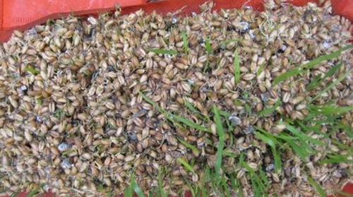 钓草鱼用什么打窝_WWW.YUJUCEPING.COM