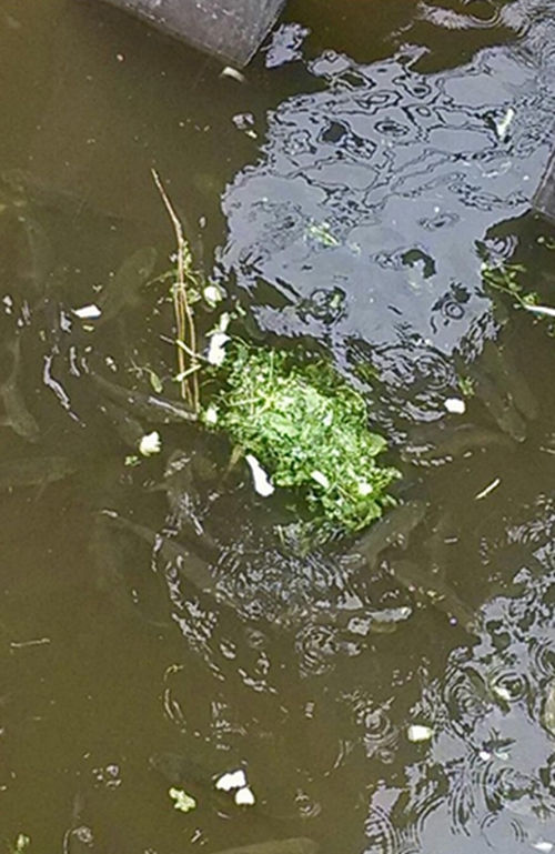 钓草鱼打浮草窝子的方法_WWW.YUJUCEPING.COM