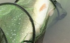 钓野生草鱼的打窝方法
