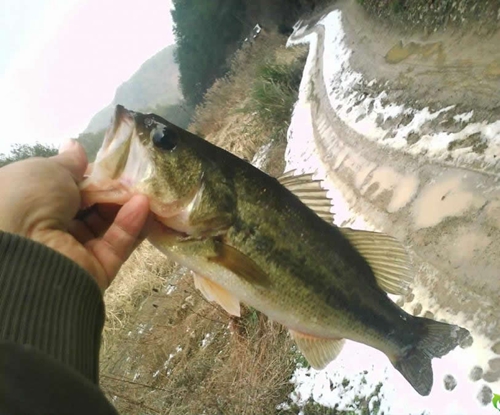 淡水鲈鱼的钓法_WWW.YUJUCEPING.COM