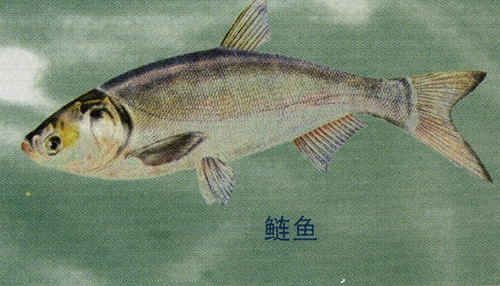 钓鲢子饵料是否雾化越快越好_WWW.YUJUCEPING.COM