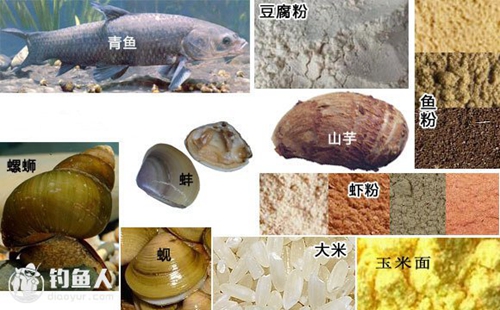 钓青鱼鱼饵配方_WWW.YUJUCEPING.COM