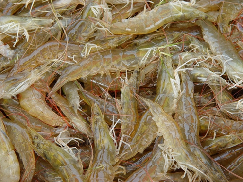 海钓鱼饵使用技巧_WWW.YUJUCEPING.COM