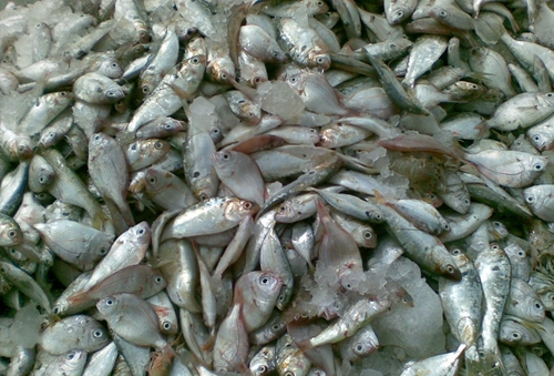 海钓鱼饵使用技巧_WWW.YUJUCEPING.COM