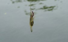 钓草虾技巧