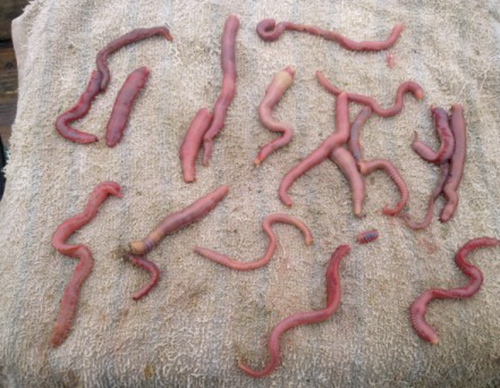 海钓鱼饵的分类_WWW.YUJUCEPING.COM