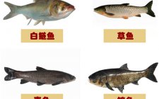 四大家鱼是哪些