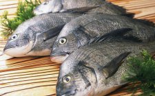 海钓鱼饵保鲜方法