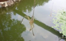钓草虾技巧和钓法