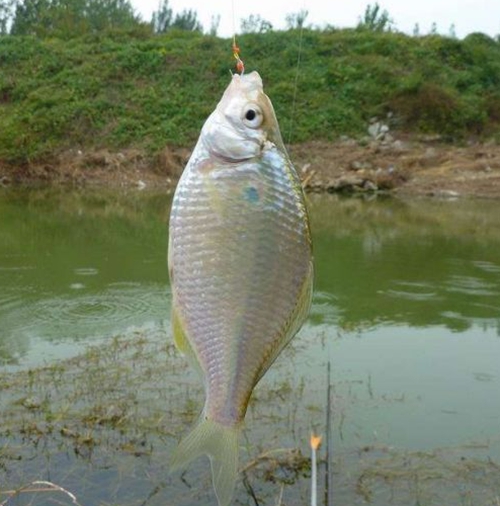 钓鲫鱼用什么小药_WWW.YUJUCEPING.COM